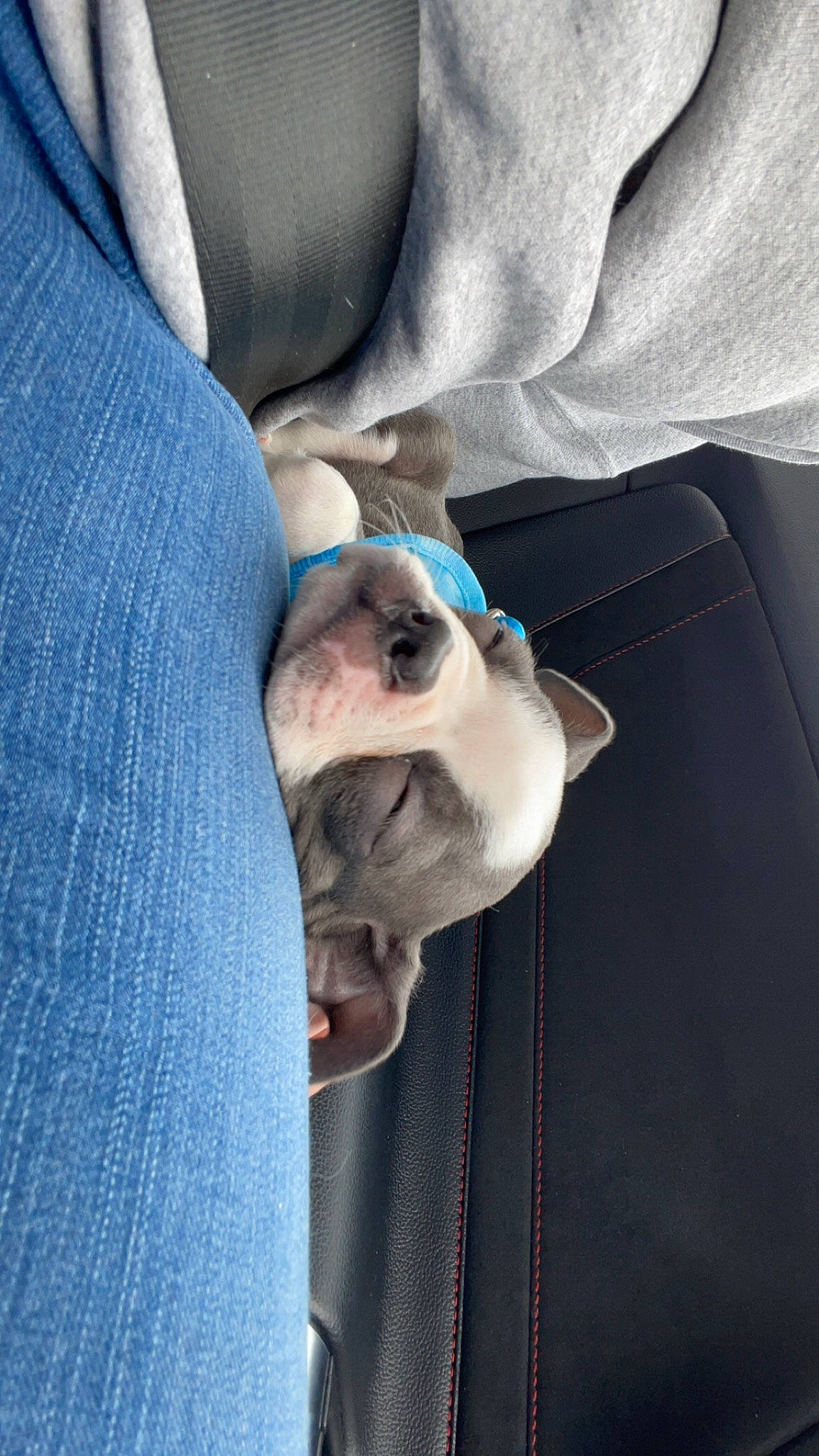 Dexter is registered to the contest to win money with this photo: beard, canidae, carnivore, collar, comfort, companion_dog, dog, dog_breed, dress_shirt, electric_blue, formal_wear, gesture, grey, linens, non_sporting_group, sleeve, smile, sporting_group, sunglasses