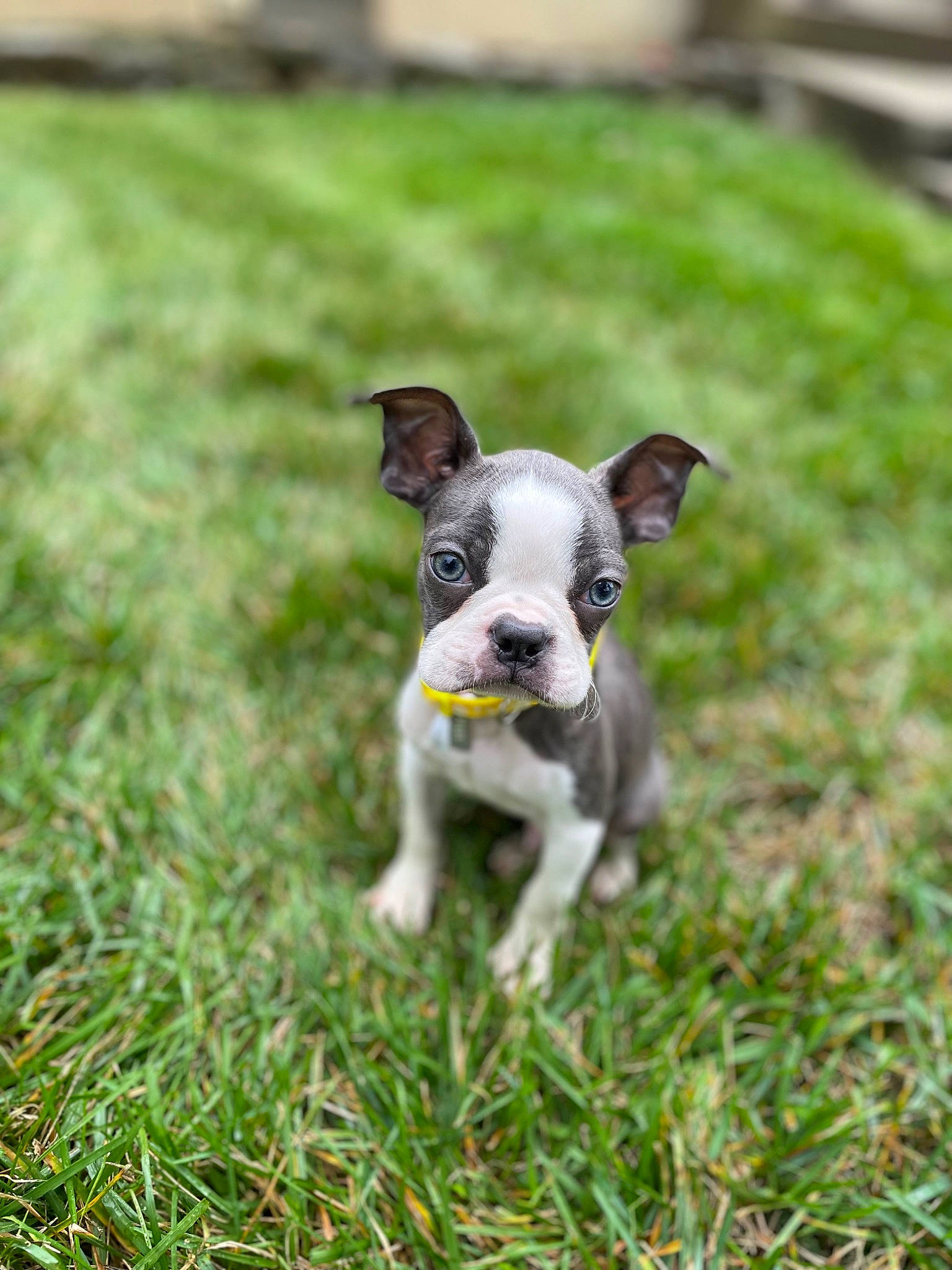 Dexter joined the competition — help win amazing prizes! canidae, carnivore, collar, companion_dog, dog, dog_breed, dog_collar, fawn, french_bulldog, grass, grassland, groundcover, lawn, plant, snout, sporting_group, tail, terrier, toy_dog, whiskers