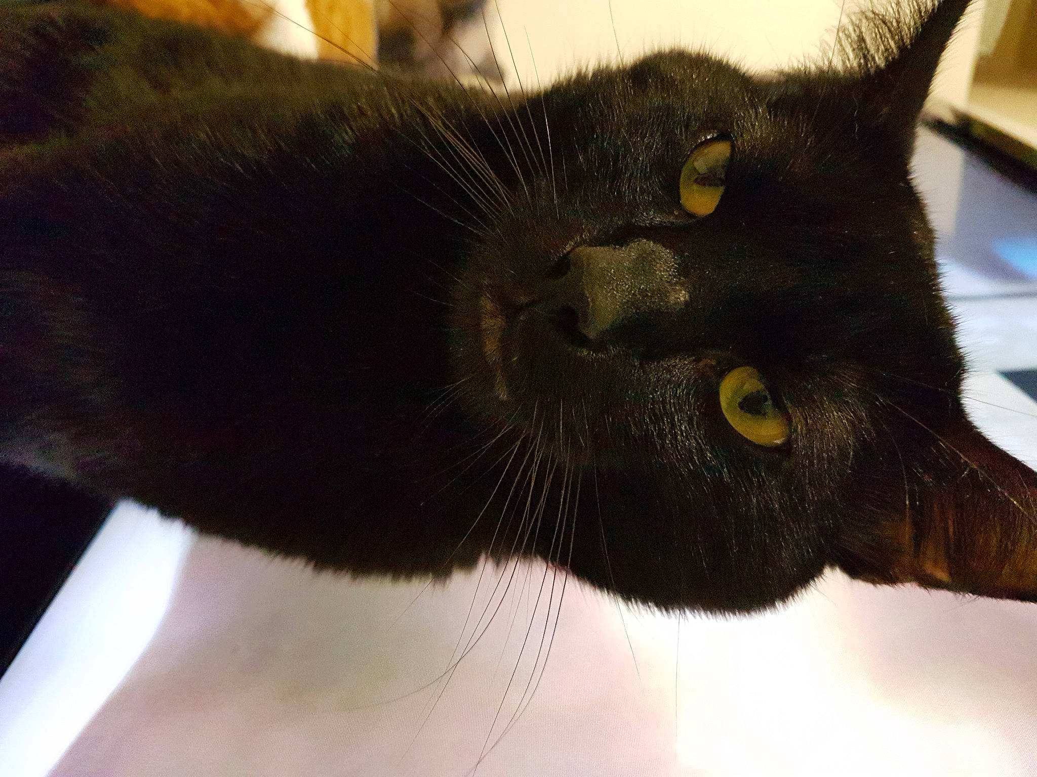 Sora participe au concours pour gagner de l'argent avec cette photo : black_cat, bombay, carnivore, cat, claw, domestic_short_haired_cat, ear, felidae, fur, havana_brown, paw, small_to_medium_sized_cats, snout, tail, terrestrial_animal, whiskers