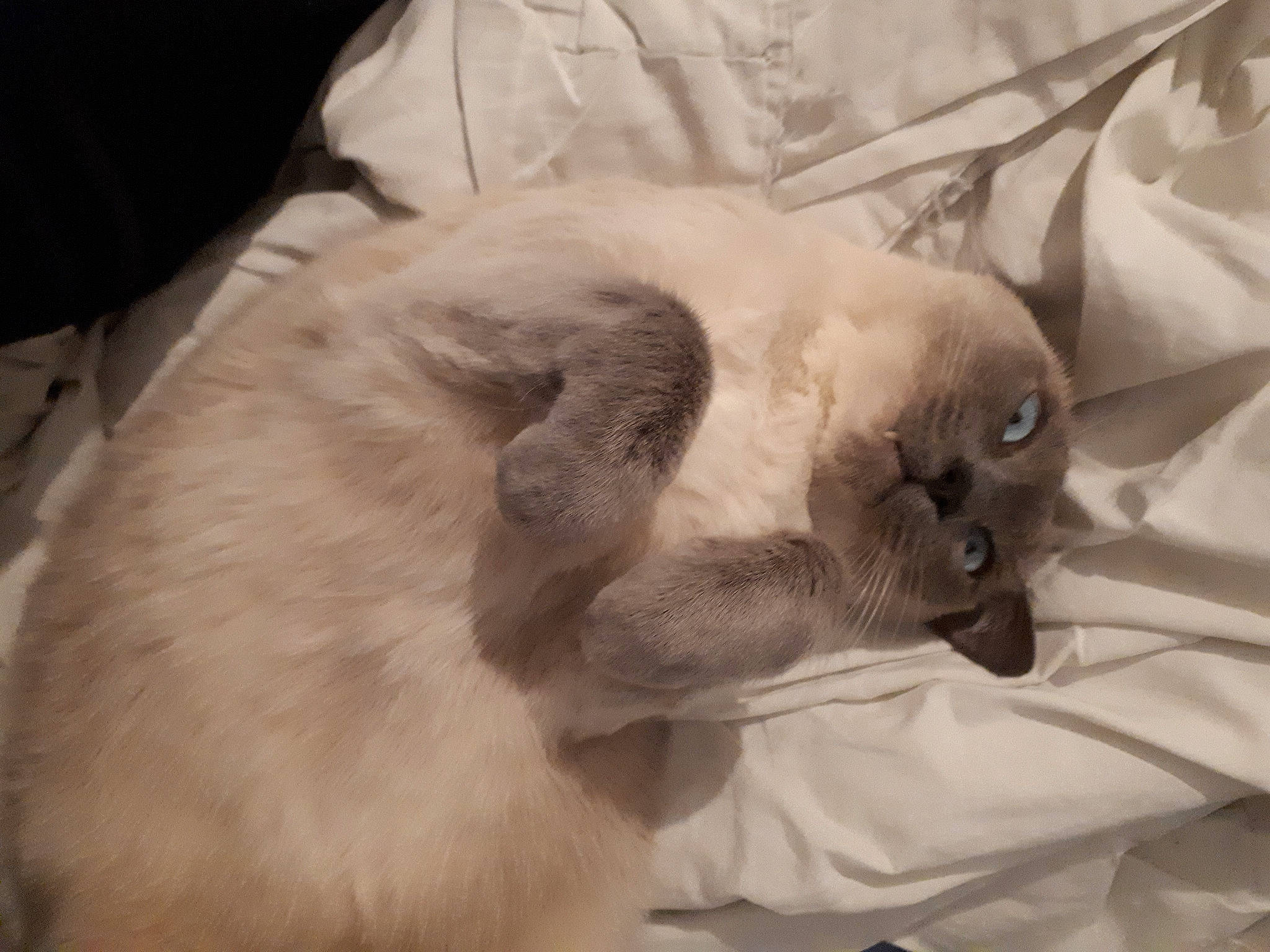 Eevee participe au concours pour gagner de l'argent avec cette photo : balinese, birman, carnivore, cat, comfort, dog_breed, domestic_short_haired_cat, ear, eye, fawn, felidae, grey, paw, siamese, small_to_medium_sized_cats, tail, thai, tonkinese, vertebrate, whiskers