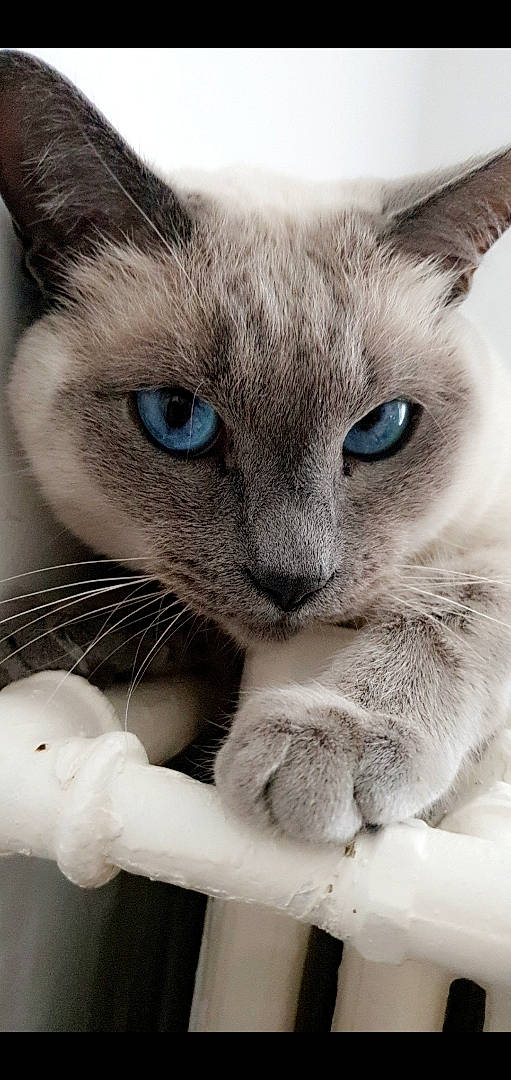 Eevee a rejoint le concours — aidez-le/la à gagner de superbes lots ! carnivore, cat, close_up, comfort, domestic_short_haired_cat, ear, eye, felidae, fur, head, iris, mammal, nose, russian_blue, small_to_medium_sized_cats, snout, terrestrial_animal, vertebrate, whiskers, window