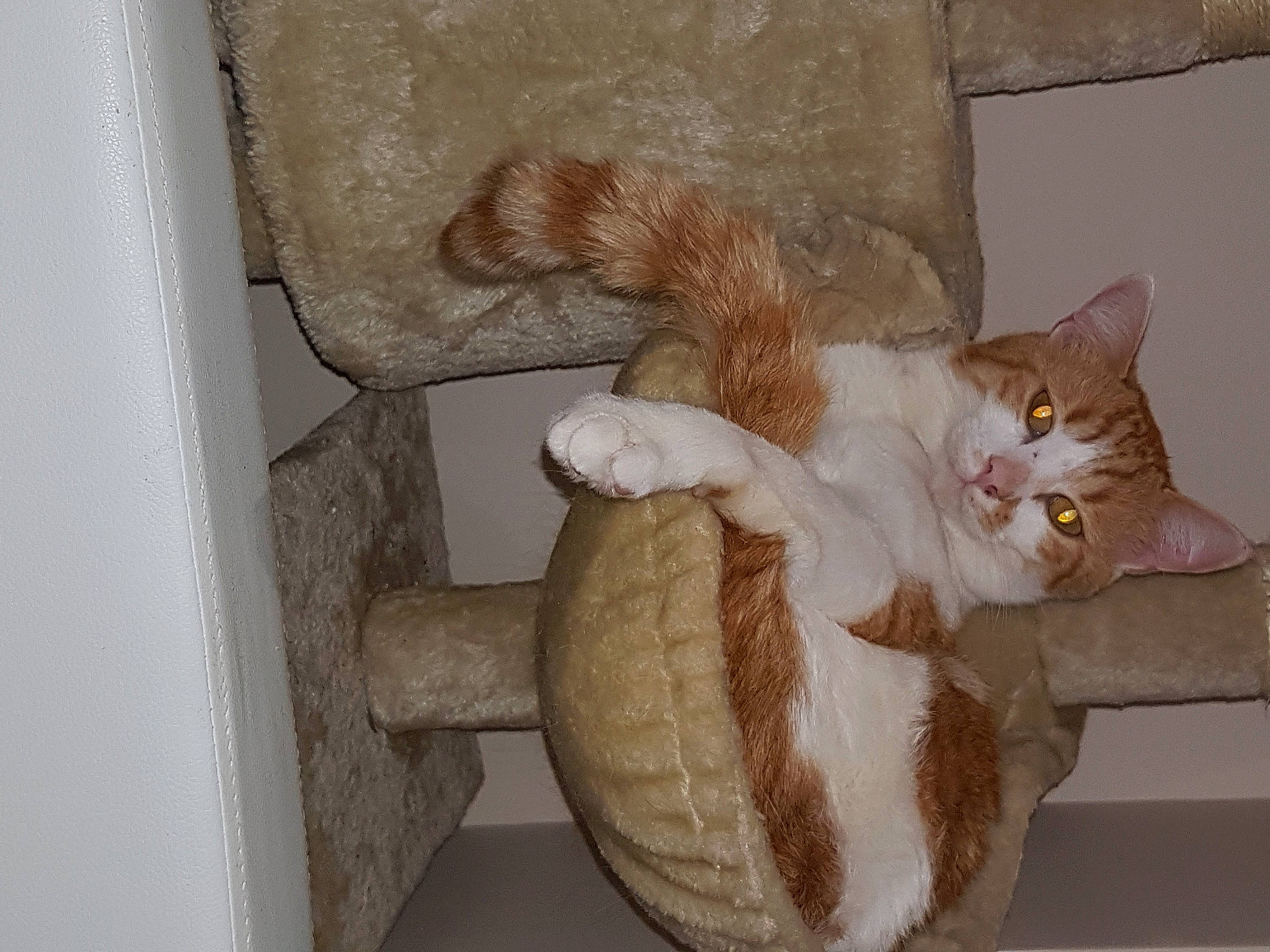 Bbnain participe au concours pour gagner de l'argent avec cette photo : brown, carnivore, cat, cat_supply, comfort, domestic_short_haired_cat, fawn, felidae, flooring, fur, hardwood, natural_material, pedestal, pet_supply, room, small_to_medium_sized_cats, tail, whiskers, window, wood