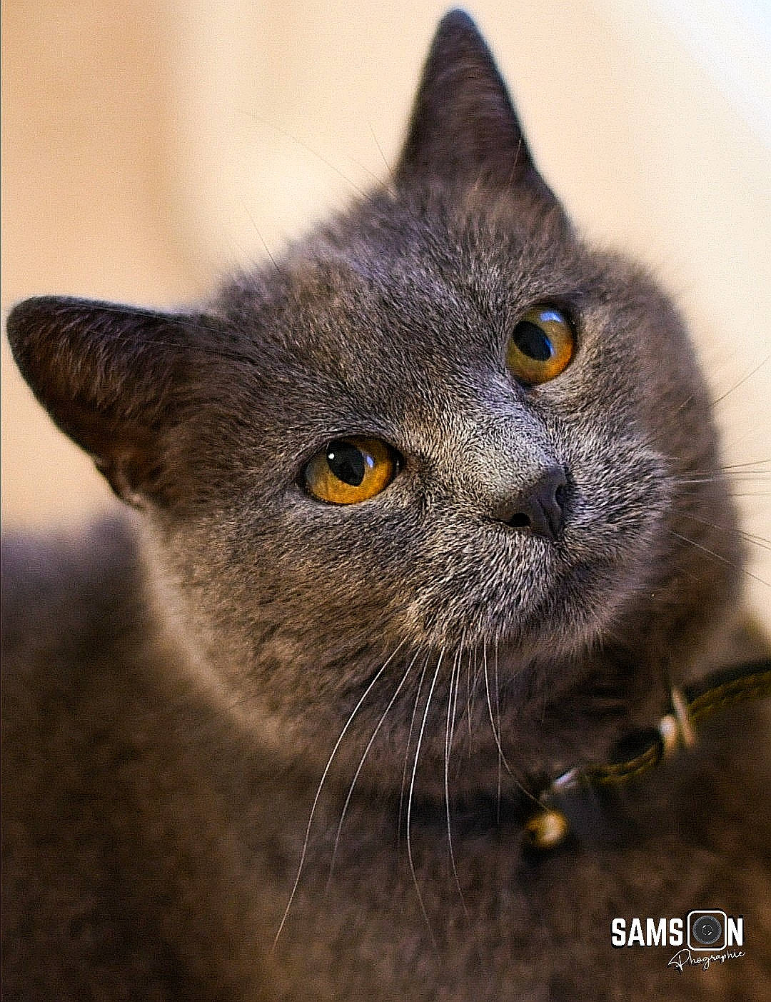 Sheba participe au concours pour gagner de l'argent avec cette photo : carnivore, cat, chartreux, domestic_short_haired_cat, felidae, fur, korat, russian_blue, small_to_medium_sized_cats, snout, terrestrial_animal, whiskers