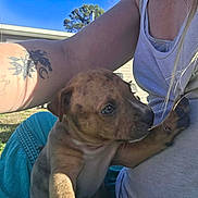 Cocoa joined the competition — help win amazing prizes! puppy, dog, person, tattoo, arm, outdoor, grass, blue_sky, clothing, holding, cute, pet, animal, closeup, daylight, casual, young, friendship, affection, snuggle