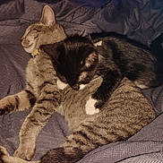 Mufasa joined the competition — help win amazing prizes! cat, tabby_cat, black_and_white_cat, sleeping, snuggling, pets, animals, cozy, blanket, bed, resting, fur, cute, domestic_cat, companionship, indoor, relaxation, whiskers, paws, soft