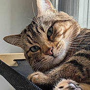 Nakal a rejoint le concours — aidez-le/la à gagner de superbes lots ! cat, tabby_cat, close_up, pet, feline, whiskers, paw, fur, green_eyes, indoor, relaxing, resting, animal, cute, portrait, texture, soft_light, curious, domestic_cat, cozy