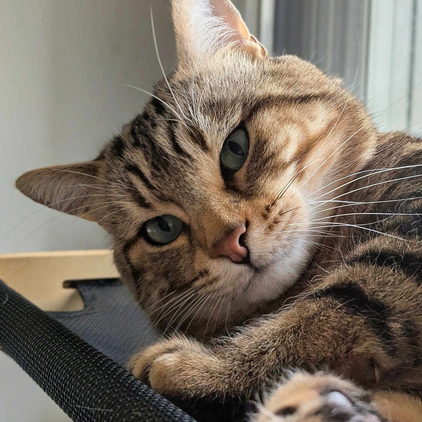 Nakal a rejoint le concours — aidez-le/la à gagner de superbes lots ! animal, cat, close_up, cozy, curious, cute, domestic_cat, feline, fur, green_eyes, indoor, paw, pet, portrait, relaxing, resting, soft_light, tabby_cat, texture, whiskers