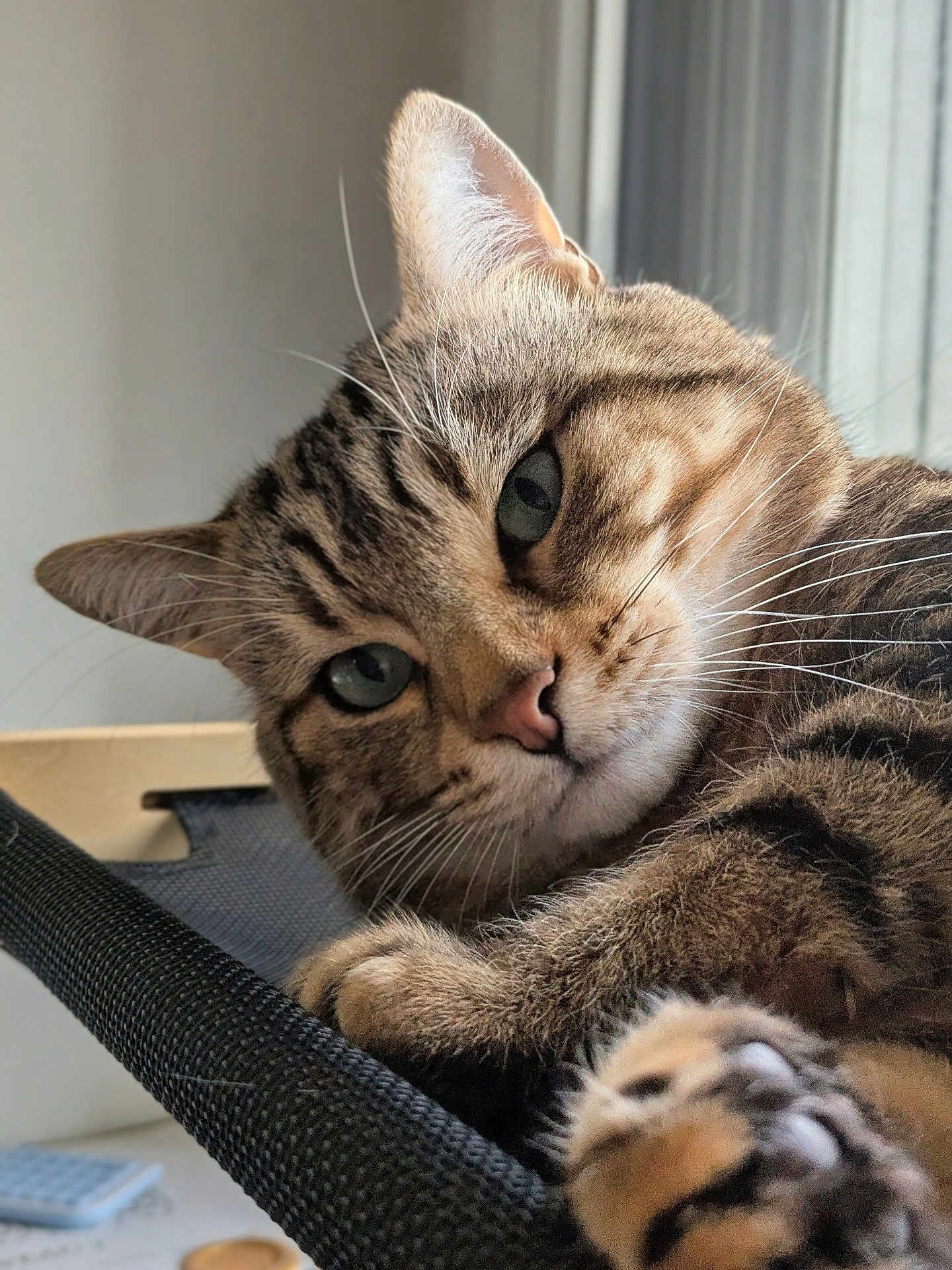 Nakal a rejoint le concours — aidez-le/la à gagner de superbes lots ! cat, tabby_cat, close_up, pet, feline, whiskers, paw, fur, green_eyes, indoor, relaxing, resting, animal, cute, portrait, texture, soft_light, curious, domestic_cat, cozy