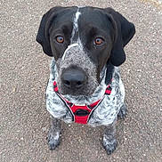 Ayko participe au concours pour gagner de l'argent avec cette photo : dog, black_and_white_dog, red_harness, pet, animal, outdoor, gravel, curious, sitting, brown_eyes, canine, portrait, close_up, friendly, alert, domestic_animal, mammal, fur, snout, ears