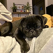 Meslay participe au concours pour gagner de l'argent avec cette photo : animal, black_dog, blanket, canine, closeup, couch, cozy, cute, dog, furniture, home, indoor, pet, plant, portrait, pug, puppy, resting, sleepy, young_dog
