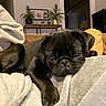 animal, black_dog, blanket, canine, closeup, couch, cozy, cute, dog, furniture, home, indoor, pet, plant, portrait, pug, puppy, resting, sleepy, young_dog
