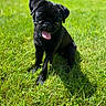 Meslay a rejoint le concours — aidez-le/la à gagner de superbes lots ! animal, black_pug, canine, cute, dog, friendly, grass, greenery, happy, mammal, nature, outdoor, pet, playful, puppy, sitting, summer, sunlight, tongue_out, young