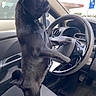 animal, black_dog, car_interior, companion, cute, dashboard, dog, funny_pose, indoor, looking_out, paw, pet, pug, seat, side_door, standing, steering_wheel, transportation, vehicle, window