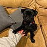 Meslay participe au concours pour gagner de l'argent avec cette photo : animal, black_dog, collar, couch, cute, dog, domestic_animal, friendship, furniture, gray_sleeve, hand, indoor, interaction, paw, person, pet, pug, puppy, sitting, small_dog