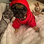 Gioia joined the competition — help win amazing prizes! puppy, dog, pug, hoodie, red_clothing, blanket, bed, stuffed_toy, bunny, cute, pet, indoors, soft_texture, animal, young_dog, fur, face, eyes, small, cozy