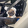 Gioia joined the competition — help win amazing prizes! dog, pug, costume, pet_car_seat, car_interior, seat, black, white, paw_prints, leash, straps, cute, animal, pet, funny_expression, vehicle, travel, small_dog, fabric, zipper