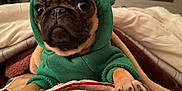 Gioia is registered to the contest to win money with this photo: dog, pug, hoodie, green_clothing, blanket, paw, indoor, pet, cute, animal, cozy, fur, snout, eyes, portrait, expression, clothing, warm, resting, closeup
