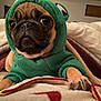 dog, pug, hoodie, green_clothing, blanket, paw, indoor, pet, cute, animal, cozy, fur, snout, eyes, portrait, expression, clothing, warm, resting, closeup
