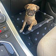 Gioia joined the competition — help win amazing prizes! puppy, dog, pug, pet_carrier, car_interior, pearl_necklace, black, paw_prints, seat, console, adorable, small_dog, cute, pet, animal, young_dog, leather_seat, indoor, vehicle, travel