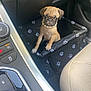puppy, dog, pug, pet_carrier, car_interior, pearl_necklace, black, paw_prints, seat, console, adorable, small_dog, cute, pet, animal, young_dog, leather_seat, indoor, vehicle, travel