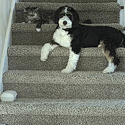 Sadie joined the competition — help win amazing prizes! animal, black_and_white, brown, carpet, cat, collar, companions, dog, fluffy, funny, home, indoors, long_hair, lying_down, pet_portrait, pets, sitting, staircase, stairs, white