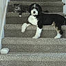 animal, black_and_white, brown, carpet, cat, collar, companions, dog, fluffy, funny, home, indoors, long_hair, lying_down, pet_portrait, pets, sitting, staircase, stairs, white