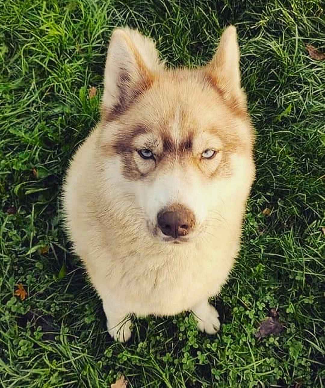 Akira a rejoint le concours — aidez-le/la à gagner de superbes lots ! ancient_dog_breeds, canidae, canis, carnivore, companion_dog, dog, dog_breed, fawn, fur, grass, plant, sled_dog, snout, sporting_group, tail, terrestrial_animal, whiskers, wolf, working_animal, working_dog