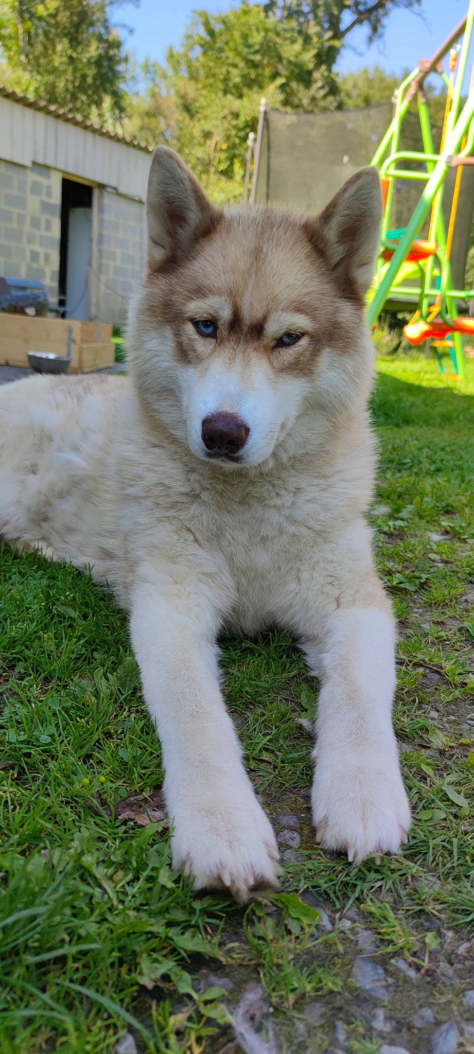 Akira participe au concours pour gagner de l'argent avec cette photo : canidae, canis, carnivore, companion_dog, dog, dog_breed, eye, fur, grass, plant, sled_dog, snout, sporting_group, tail, terrestrial_animal, whiskers, wildlife, wolf, working_animal, working_dog