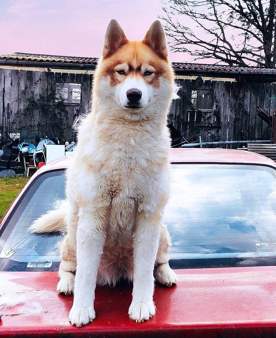 Akira participe au concours pour gagner de l'argent avec cette photo : automotive_exterior, automotive_lighting, car, carnivore, cloud, companion_dog, dog, dog_breed, fawn, hood, sky, snout, sporting_group, tail, tree, vehicle, vehicle_registration_plate, window, windscreen_wiper, windshield