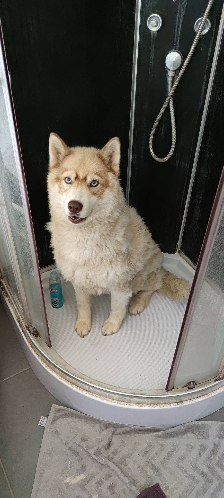 Akira a rejoint le concours — aidez-le/la à gagner de superbes lots ! ancient_dog_breeds, canidae, carnivore, companion_dog, dog, dog_breed, door, fawn, fur, non_sporting_group, pet_supply, snout, spitz, sporting_group, tail, terrestrial_animal, whiskers, working_animal, working_dog