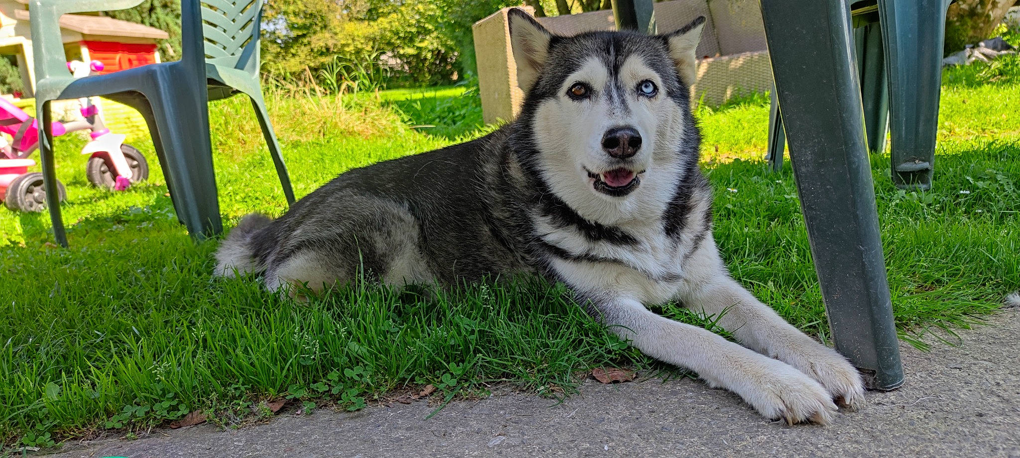 Faïka participe au concours pour gagner de l'argent avec cette photo : canidae, canis, carnivore, collar, companion_dog, dog, dog_breed, dog_supply, fur, grass, plant, recreation, sled_dog, snout, sporting_group, tail, terrestrial_animal, tree, working_animal, working_dog