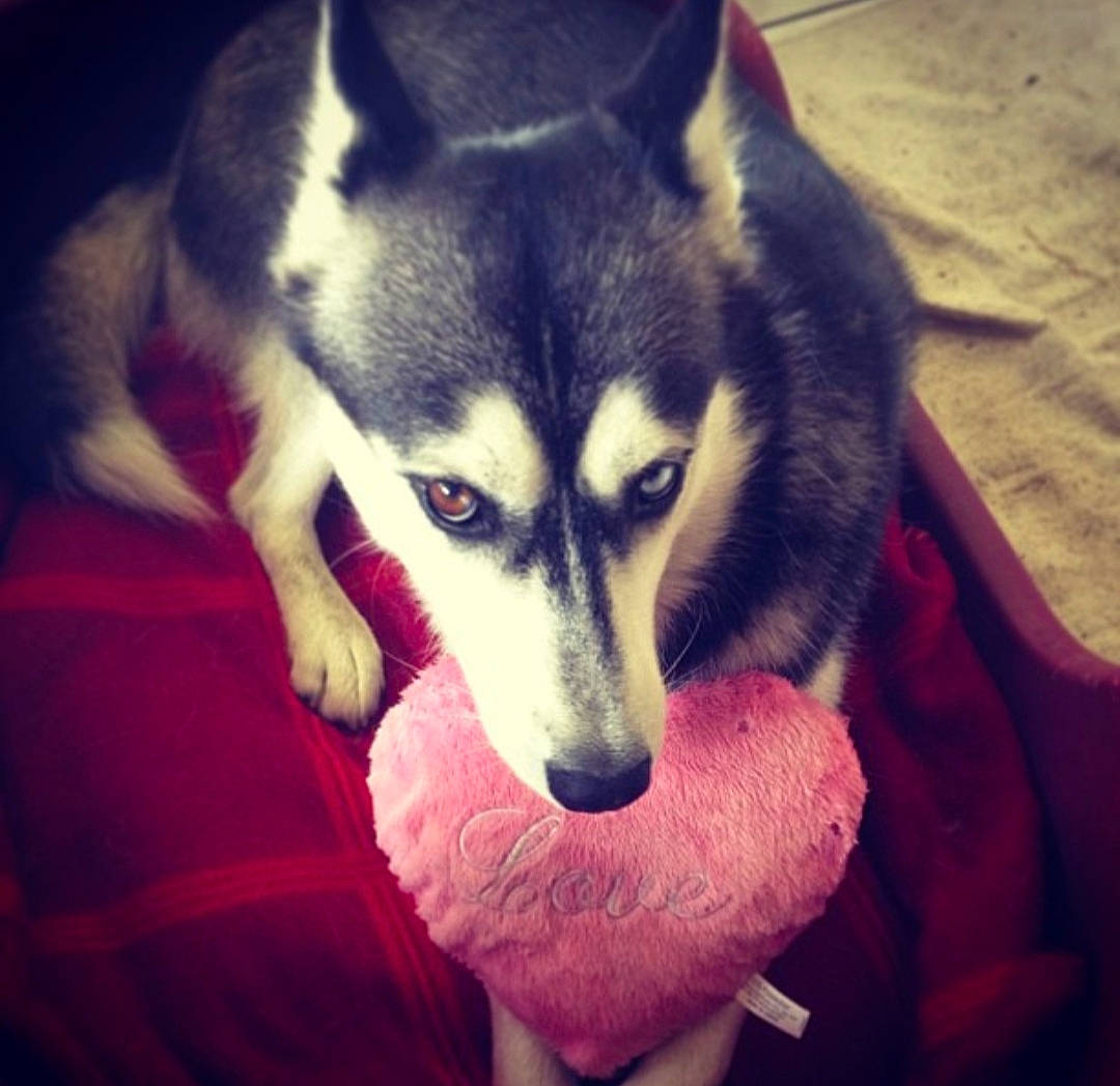 Faïka a rejoint le concours — aidez-le/la à gagner de superbes lots ! canidae, canis, carnivore, close_up, cloud, companion_dog, dog, dog_breed, electric_blue, fur, jaw, siberian_husky, sky, sled_dog, snout, sporting_group, terrestrial_animal, whiskers, wildlife, wolf