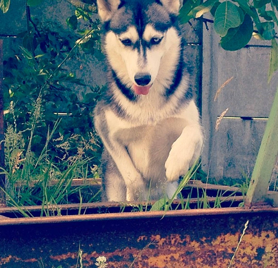 Faïka a rejoint le concours — aidez-le/la à gagner de superbes lots ! canidae, canis, carnivore, dog, dog_breed, electric_blue, fur, grass, happy, illustration, plant, sled_dog, snapshot, snout, square, terrestrial_animal, whiskers, wildlife, wolf, working_dog