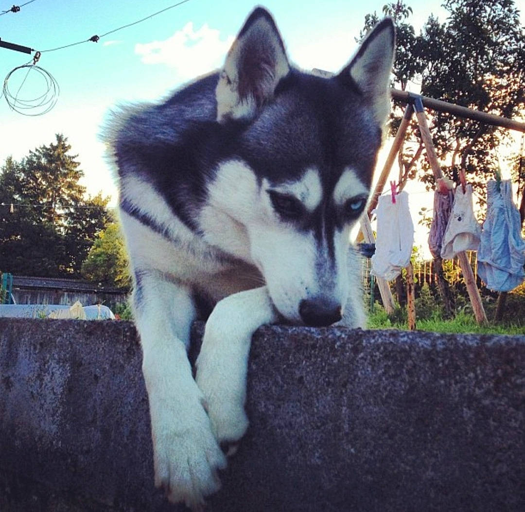 Faïka a rejoint le concours — aidez-le/la à gagner de superbes lots ! canidae, canis, carnivore, cloud, companion_dog, dog, dog_breed, fur, grass, plant, siberian_husky, sky, sled_dog, snout, sporting_group, square, terrestrial_animal, tree, working_animal, working_dog