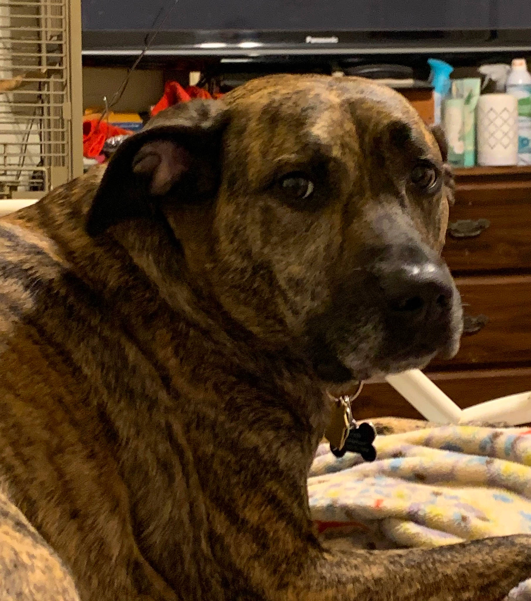 Alexis joined the competition — help win amazing prizes! ancient_dog_breeds, cabinetry, carnivore, collar, companion_dog, dog, dog_breed, dog_collar, dogo_sardesco, drawer, fawn, fur, guard_dog, snout, sporting_group, terrestrial_animal, treeing_tennessee_brindle, whiskers, working_animal, working_dog
