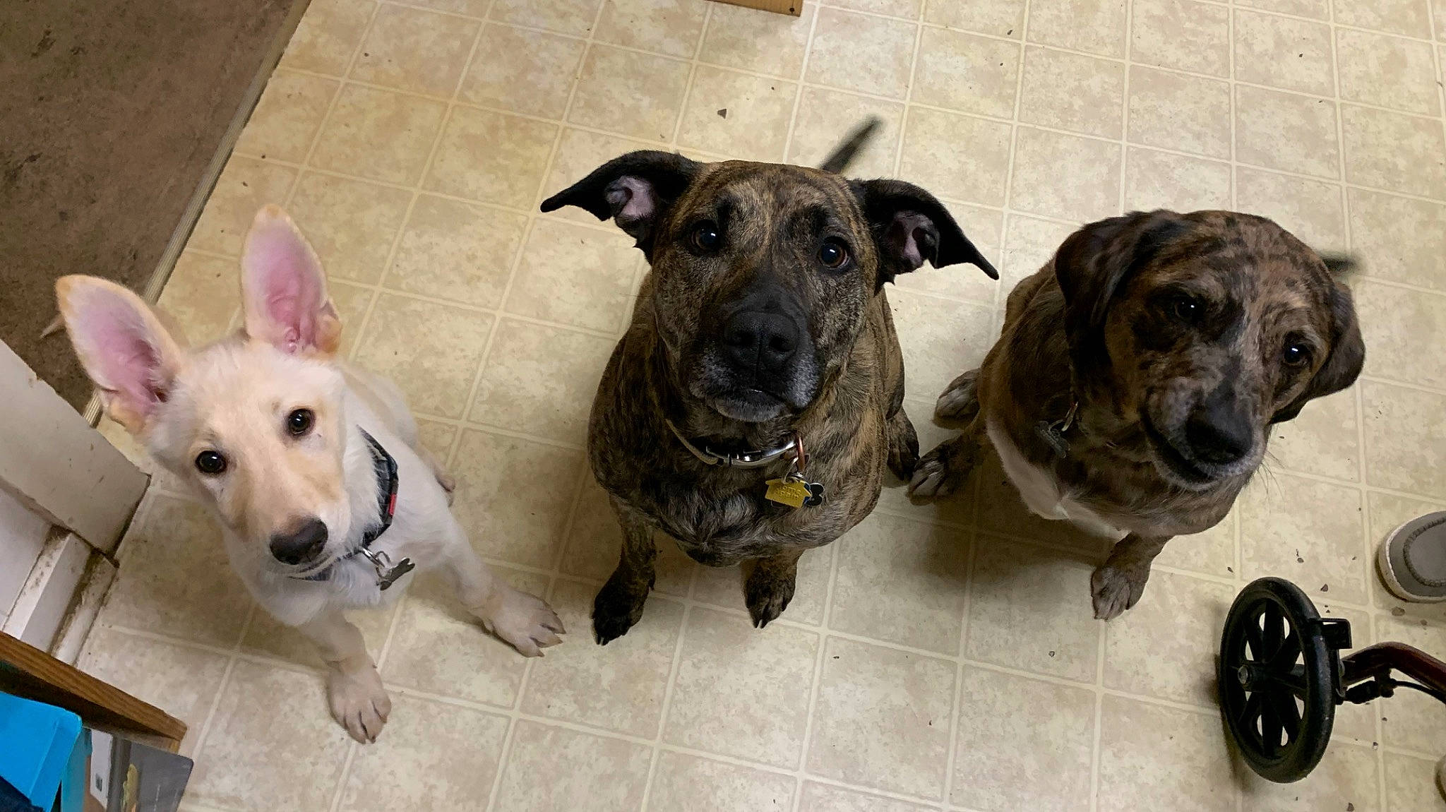 Alexis joined the competition — help win amazing prizes! ancient_dog_breeds, canidae, carnivore, collar, companion_dog, dog, dog_breed, dog_collar, dog_supply, fawn, fur, guard_dog, paw, pet_supply, puppy, snout, sporting_group, working_animal, working_dog