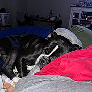 Ace is registered to the contest to win money with this photo: dog, sleeping, black_and_white, bed, blanket, red_hoodie, paw, indoor, cozy, resting, furniture, living_room, soft_lighting, comfort, pet, canine, relaxation, household_items, blanket_texture, napping