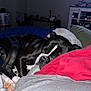 dog, sleeping, black_and_white, bed, blanket, red_hoodie, paw, indoor, cozy, resting, furniture, living_room, soft_lighting, comfort, pet, canine, relaxation, household_items, blanket_texture, napping