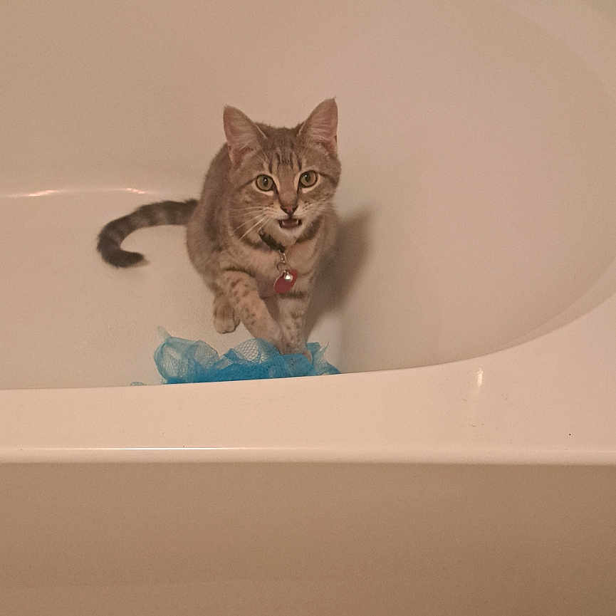 Scotia joined the competition — help win amazing prizes! abyssinian, animal, bathing, bathroom, bathtub, bottle, cat, couch, furniture, indoors, kitten, manx, person, pet, plywood, room, sink, tap, tub, wood