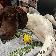 Mia joined the competition — help win amazing prizes! dog, brown_head, white_spots, lying_down, person, grey_sweatshirt, text_on_clothing, plaid_pillow, couch, indoor, relaxed, pet, companion, close_up, cozy, resting, casual, home, animal, mammal