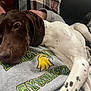 dog, brown_head, white_spots, lying_down, person, grey_sweatshirt, text_on_clothing, plaid_pillow, couch, indoor, relaxed, pet, companion, close_up, cozy, resting, casual, home, animal, mammal