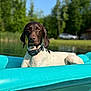 Mia is registered to the contest to win money with this photo: dog, water, inflatable_raft, outdoor, lake, summer, sunlight, trees, greenery, pet, collar, relaxing, animal, nature, daytime, canine, floating, calm, vacation, leisure