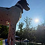 dog, spotted, silhouette, inflatable, float, water, lake, trees, sun, outdoor, summer, animal, pet, nature, sky, sunlight, recreation, vacation, relaxation, daytime
