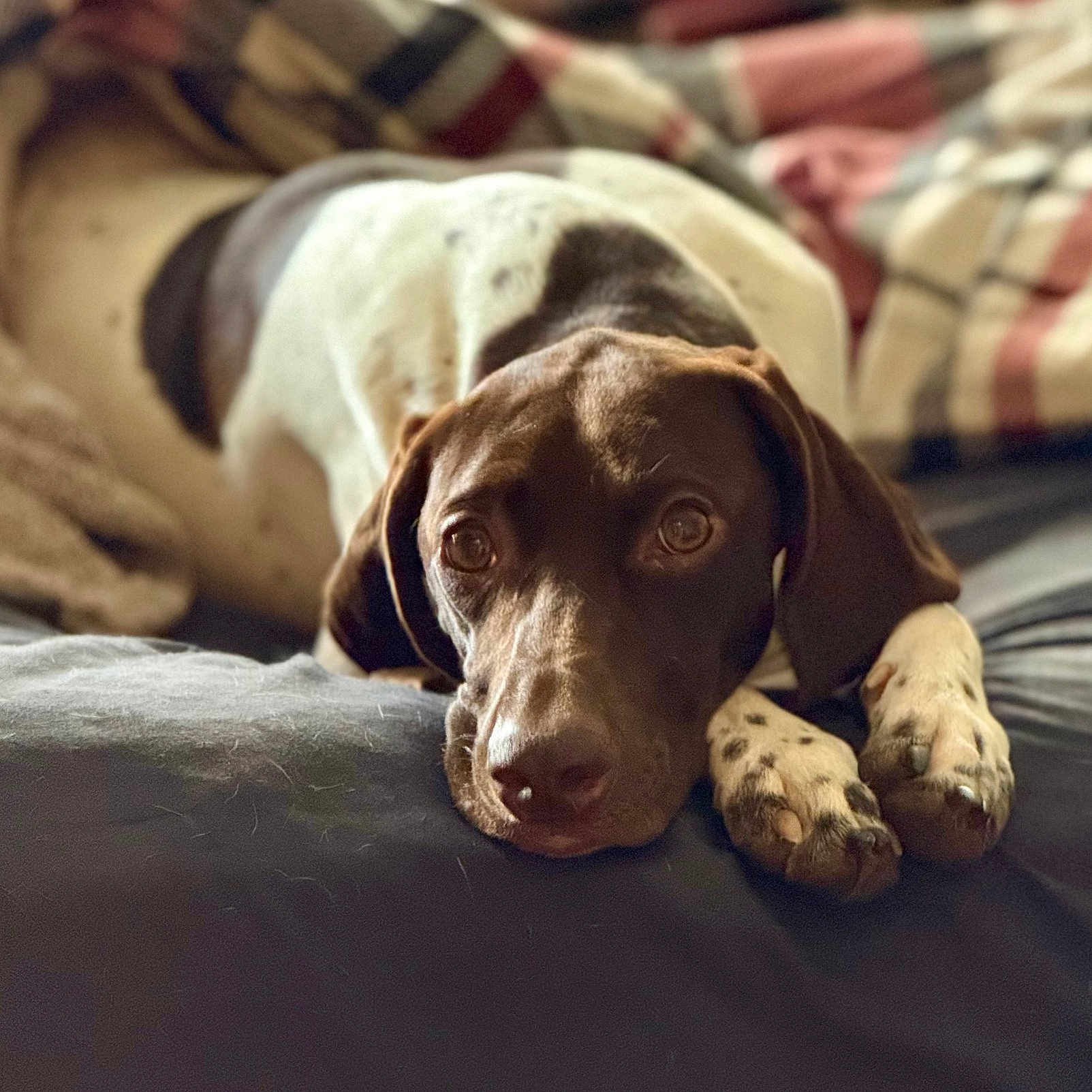 Mia is registered to the contest to win money with this photo: animal, bed, blanket, brown_and_white, close_up, comfort, cozy, cute, dog, ears, expression, face, fur, indoor, lying_down, paws, pet, portrait, relaxed, resting