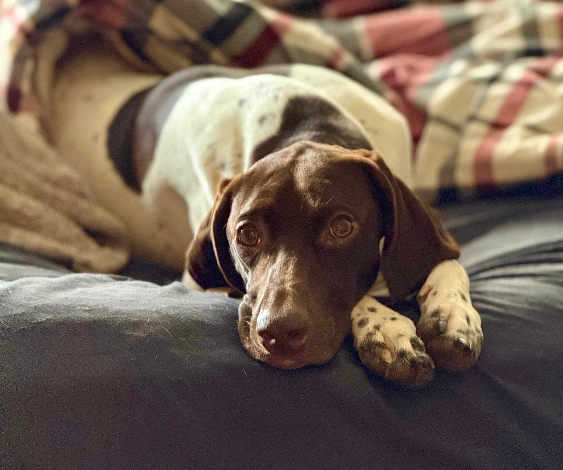 Mia