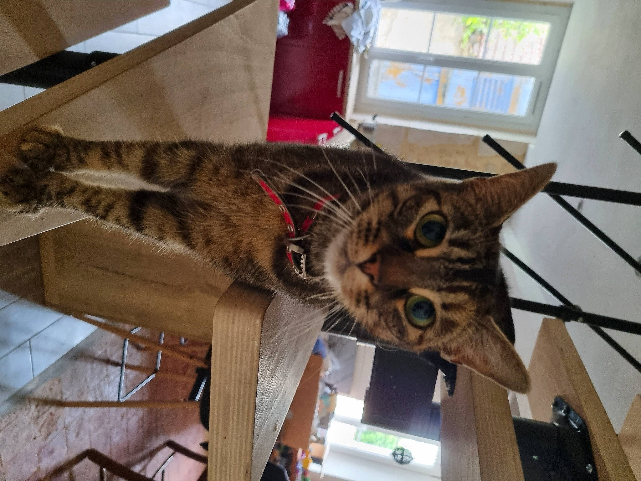 Saphire participe au concours pour gagner de l'argent avec cette photo : carnivore, cat, claw, collar, domestic_short_haired_cat, felidae, flooring, fur, hardwood, metal, paw, plant, small_to_medium_sized_cats, snout, tail, terrestrial_animal, tree, whiskers, window, wood