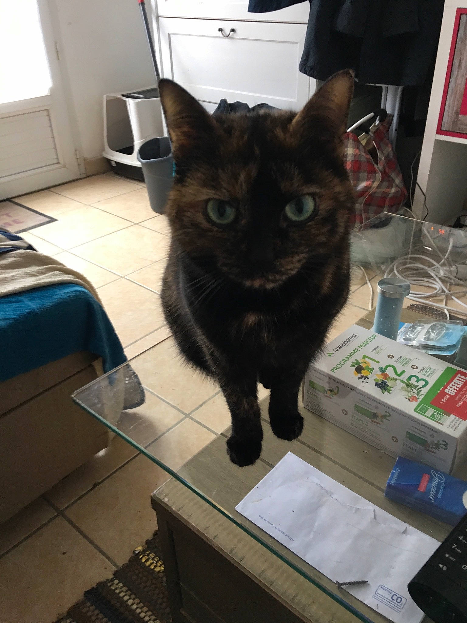 Elfie a rejoint le concours — aidez-le/la à gagner de superbes lots ! asian, black_cat, bombay, carnivore, cat, domestic_short_haired_cat, european_shorthair, felidae, fur, german_rex, korat, small_to_medium_sized_cats, tail, whiskers