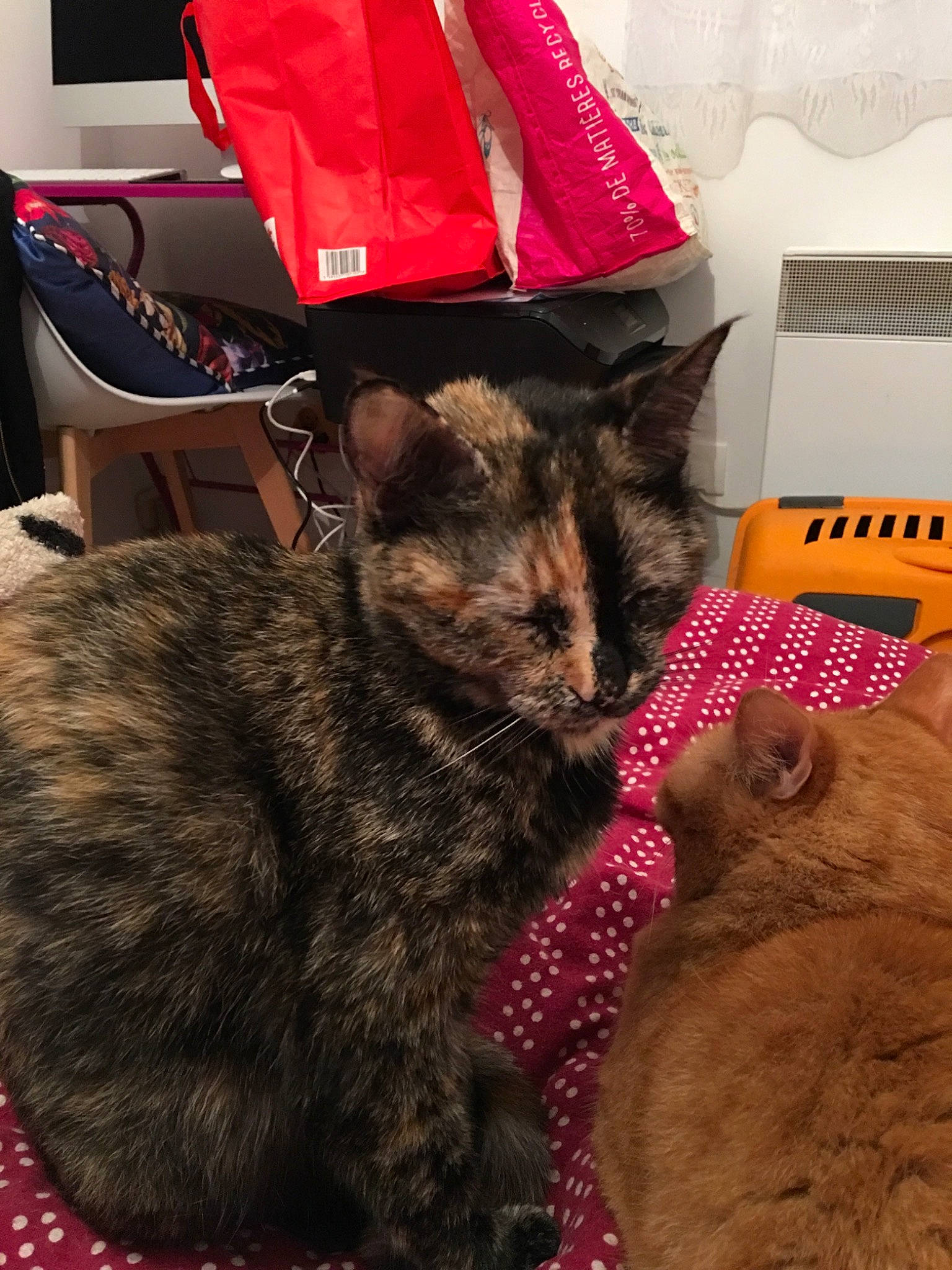 Caline participe au concours pour gagner de l'argent avec cette photo : american_shorthair, asian, california_spangled, carnivore, cat, domestic_short_haired_cat, dragon_li, european_shorthair, felidae, fur, kitten, paw, small_to_medium_sized_cats, snout, tabby_cat, whiskers