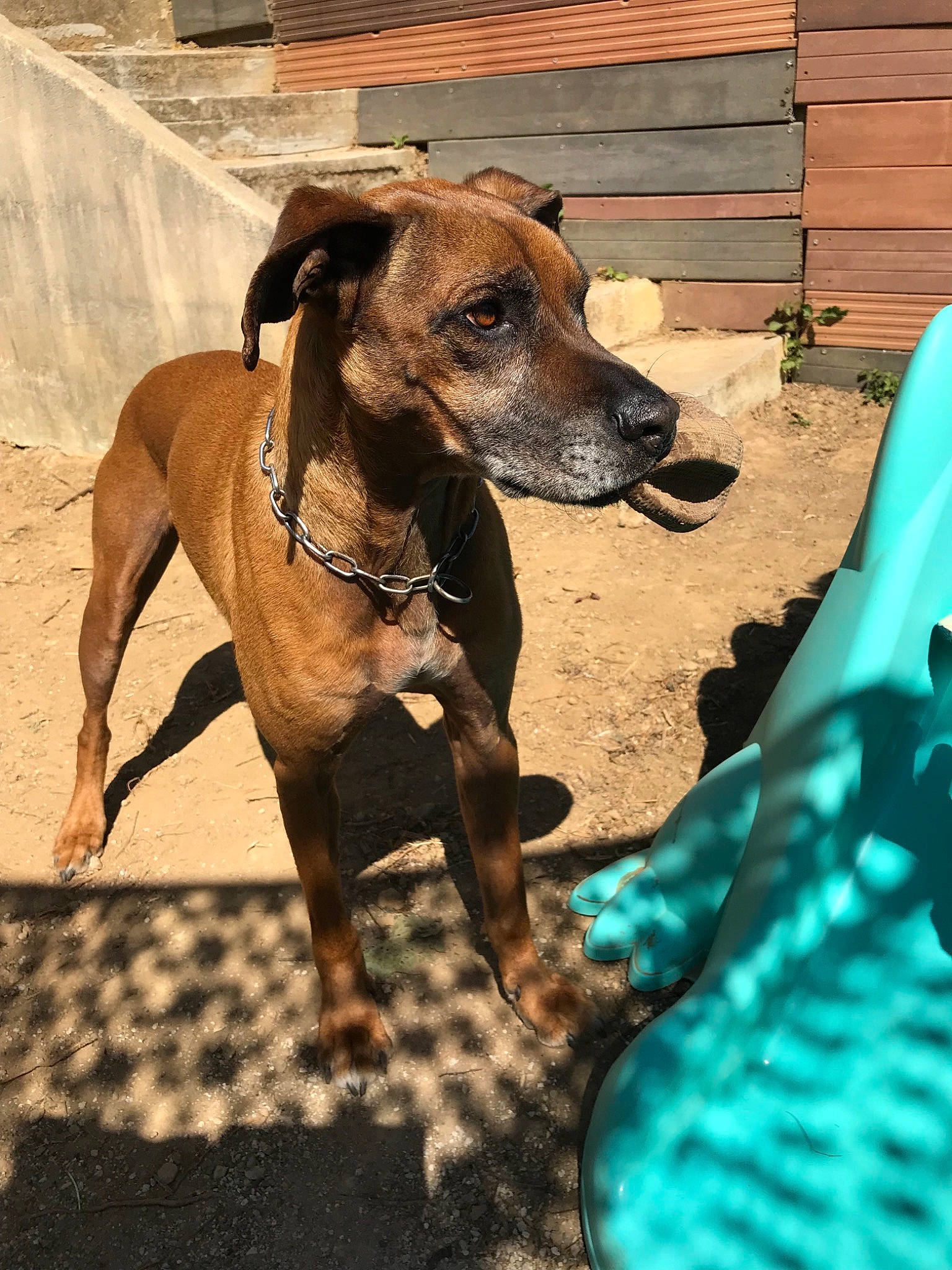 Ispahan a rejoint le concours — aidez-le/la à gagner de superbes lots ! azawakh, black_mouth_cur, canidae, carnivore, dog, dog_breed, fawn, mammal, mountain_cur, rhodesian_ridgeback, snout, sporting_group, vertebrate, working_dog