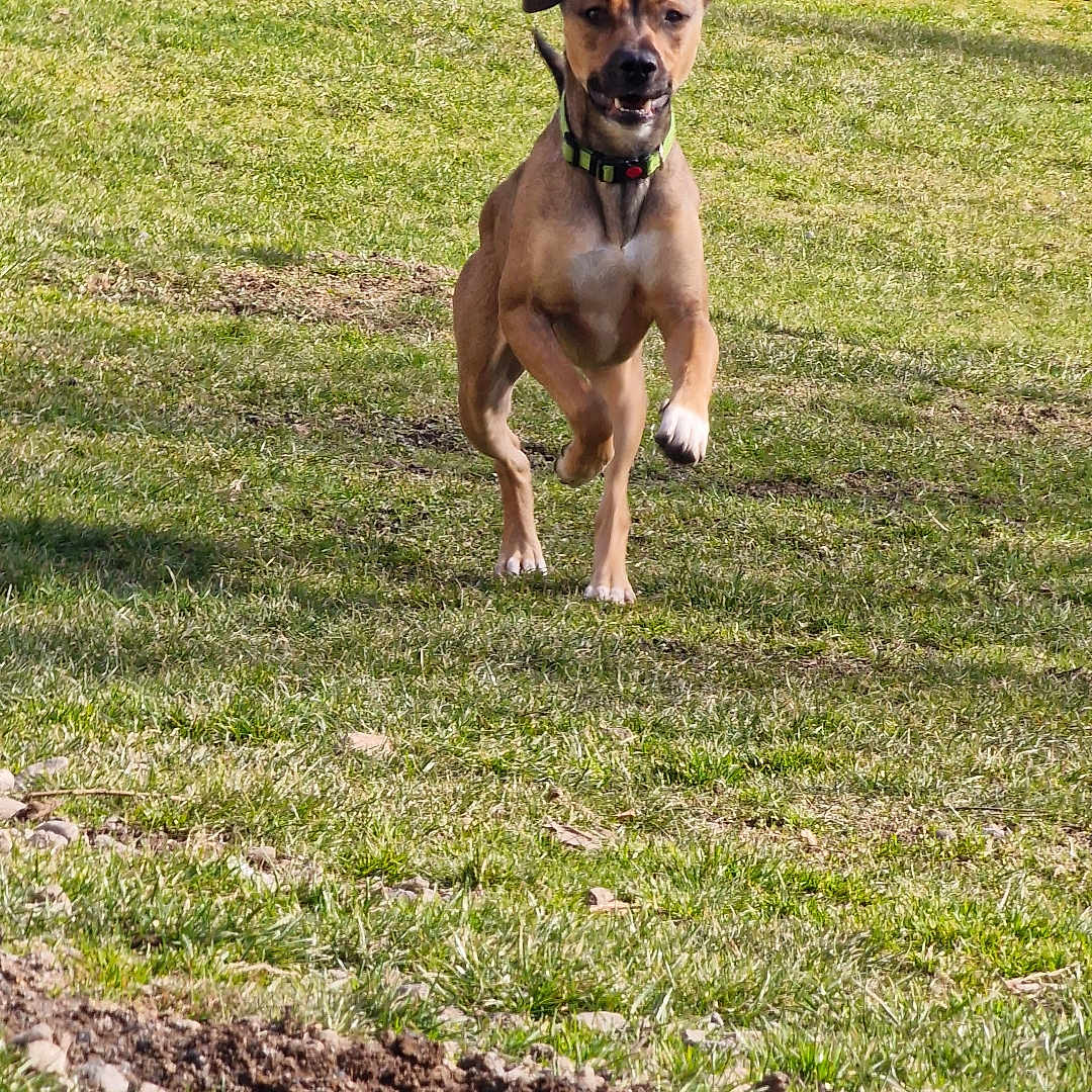 Némo participe au concours pour gagner de l'argent avec cette photo : animal, boxer, bulldog, canine, chihuahua, dog, field, frenchbulldog, grass, grassland, hound, lawn, nature, outdoors, pet, pitbull, plant, puppy, summer, tree